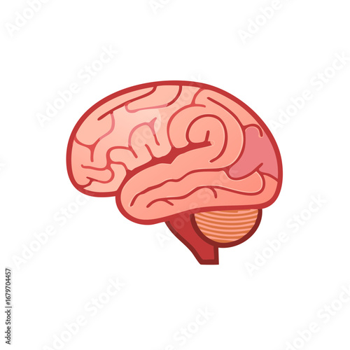 Simplified illustration of a human brain, internal organ for medical or educational purposes