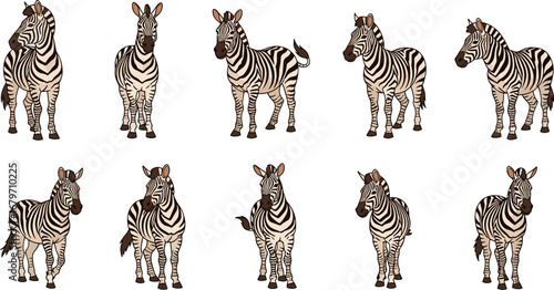 Collection of zebras in various poses and angles. Cartoon illustrations of wild animals, savannah wildlife, pattern, nature, safari, zoo, design.