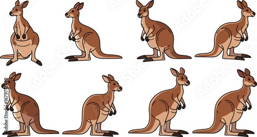 Kangaroos stand in varied poses. Australian wildlife, marsupials, fauna, animals, mammal, nature, wildlife, standing, illustration, cartoon, animal, pouch, design