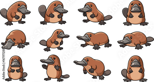 Cartoon platypus poses in various positions. Animal, mammal, cute, wildlife, illustration.