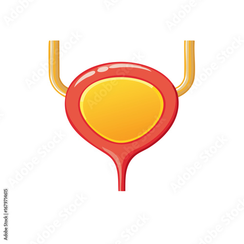 Bright Illustration of Human Bladder with Ureters Filled with Yellow Fluid