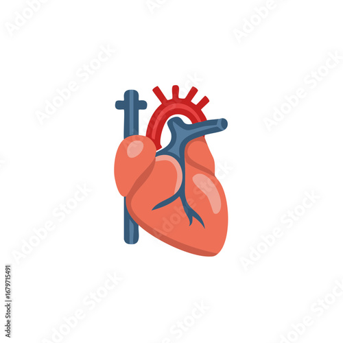 Anatomical heart illustration with ventricles, atrium and aorta in stylized colors