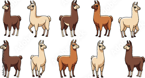 Group of llamas in different shades standing. Cartoon illustration, animal character, mammals, drawing, farm animals, cartoon.