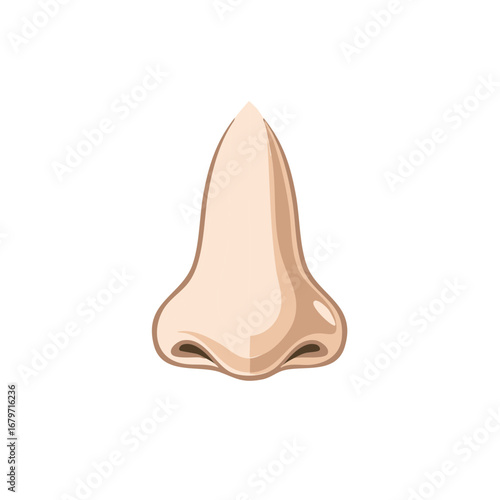 Human Nose Illustration, Anatomical Nasal Structure for Medical or Healthcare Concepts