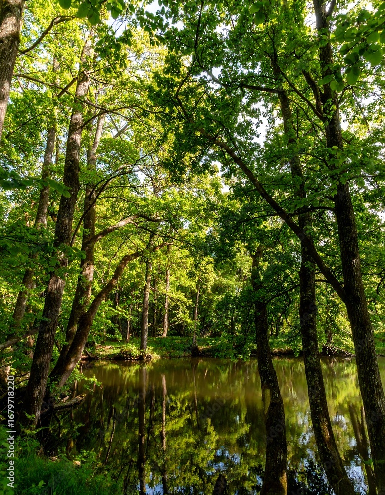 Fototapeta premium Lush forest reflecting on a tranquil stream