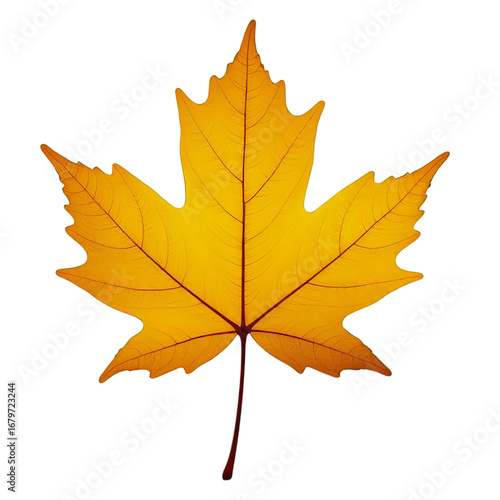 Wallpaper Mural autumn maple leaf on transparent background Torontodigital.ca