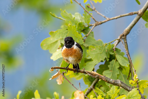 Photography Male Stonechat (Saxicola rubicola) on Bull Island, Dublin, a bird of coastal areas