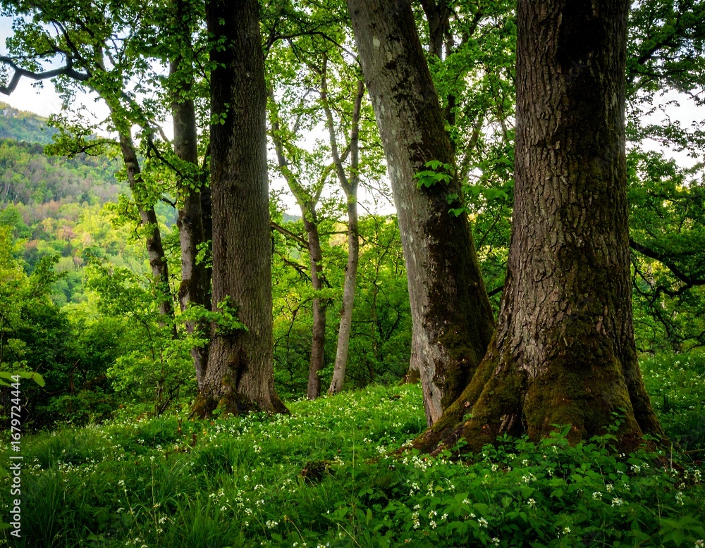 Obraz premium Lush forest floor with towering trees