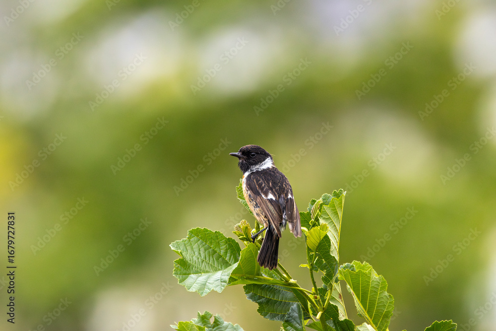Obraz premium Male Stonechat (Saxicola rubicola) on Bull Island, Dublin, a bird of coastal areas.
