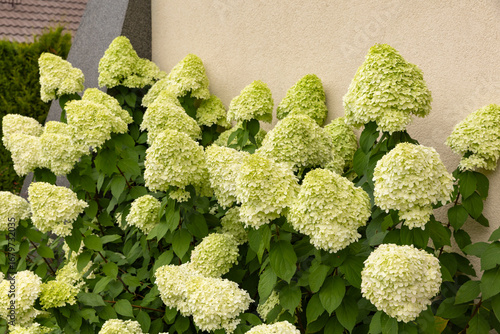 Zielone kwiaty hortensji bukietowej „Limelight” (Hydrangea paniculata) w ogrodzie letnim, tapeta z motywem kwiatowym, tło dla projektu