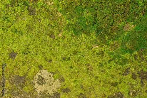 Top-down view of a bright green moss covering an old stone surface. Abstract natural background symbolizing ecology, growth, and vibrant nature.