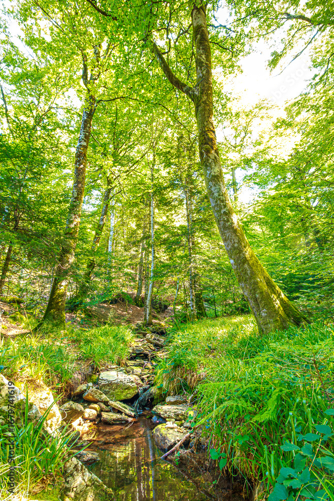 Naklejka premium Stream landscape in the Haut Languedoc region of southern France. Small waterfalls and water running through the forests of Hérault. 