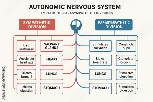 Autonomic Nervous System Diagram: Sympathetic vs. Parasympathetic Divisions. Illustration.