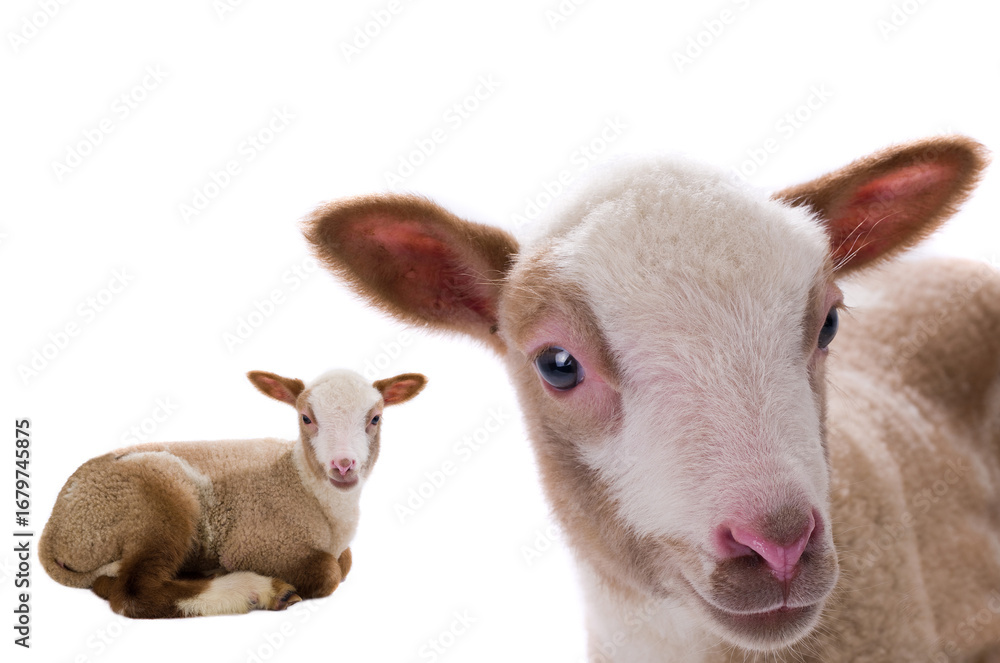Fototapeta premium baby sheep isolated on white background