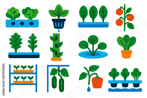Hydroponic Crop Icons. Flat vector icons of hydroponic crops: lettuce raft, basil in net cup, spinach hydroponic row, cherry