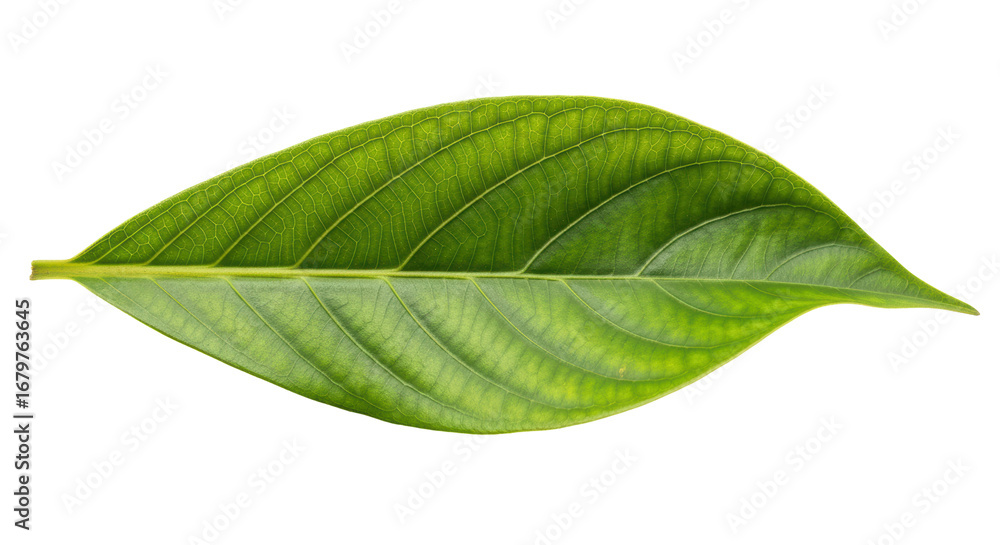 Fototapeta premium Isolated green leaf
