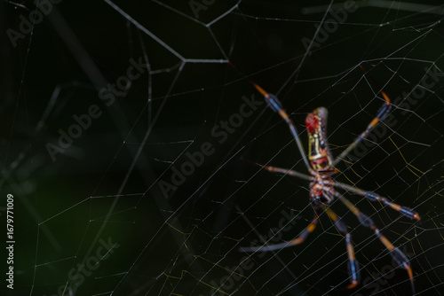 Golden Silk Orb Weaver Spider on Web in Nature