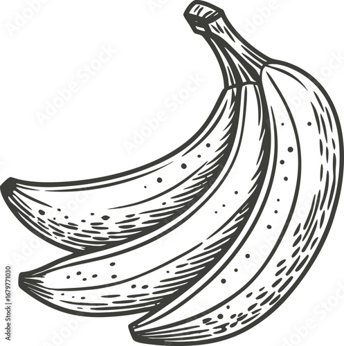 Hand drown vector illustration of banana