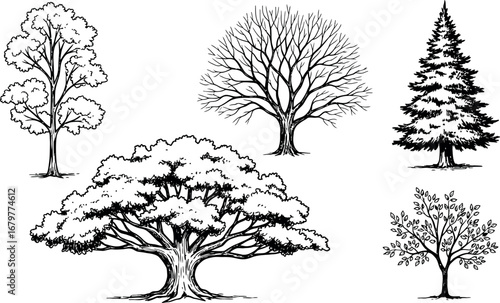 Various tree species vector illustration in black and white detailed style 