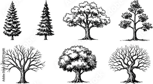 Various tree silhouettes vector set with pine and deciduous trees in black and white illustration 