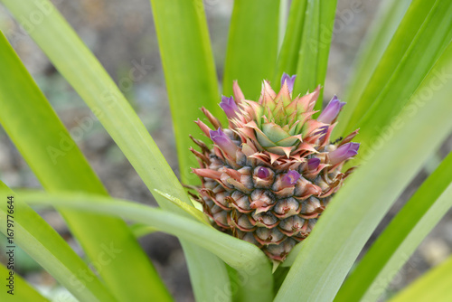 Wallpaper Mural パイナップル Torontodigital.ca