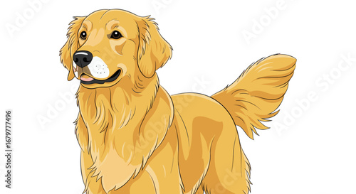 Illustration of a golden retriever dog with a fluffy tail standing on a white background looking left on transparent background