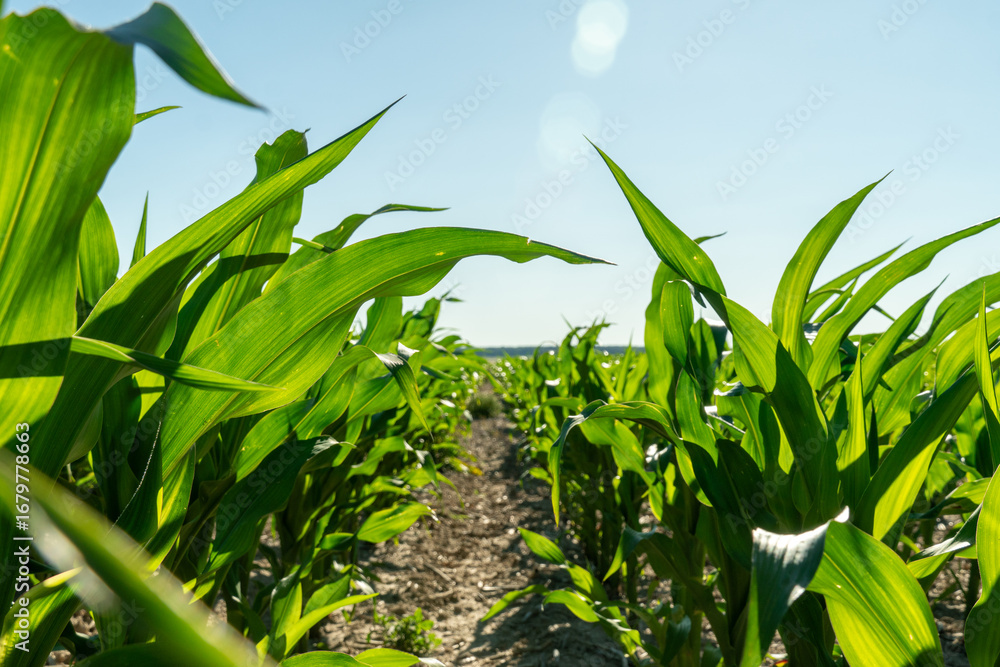 Fototapeta premium Lush green cornfield under bright blue sky during summer season showcasing healthy crop growth
