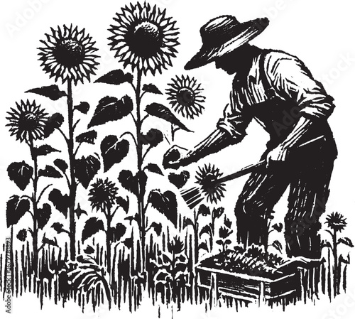 A farmer tending to sunflowers in a field, vintage black and white illustration of gardening