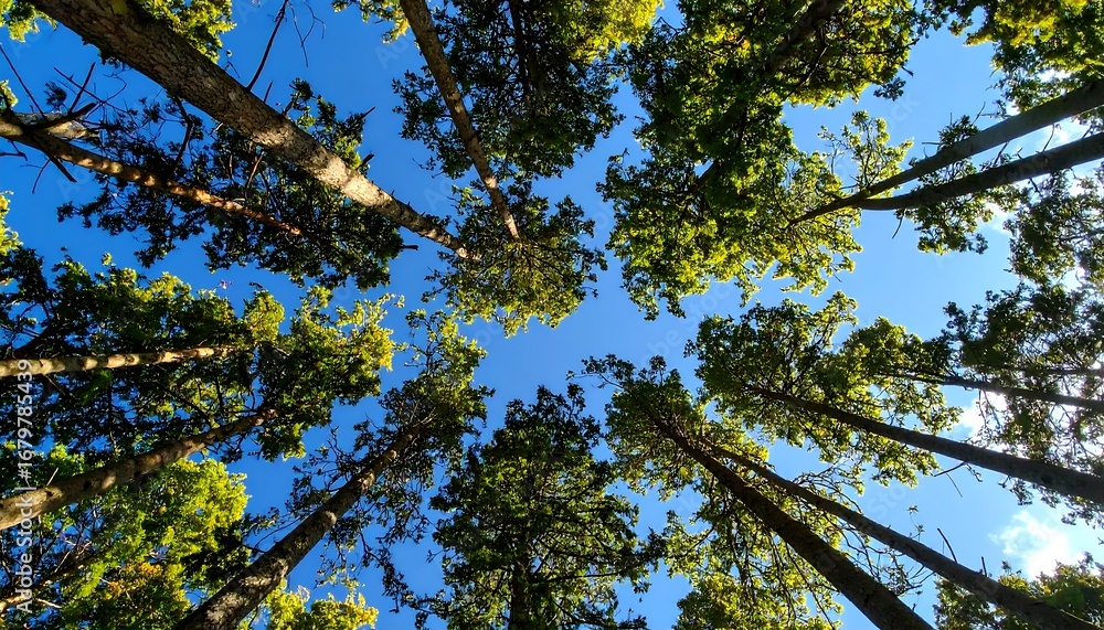 Obraz premium Sunlight filtering through a dense forest canopy