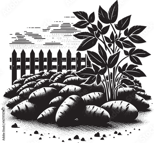 Black and white illustration of a potato plant in a garden with a fence, vector graphic