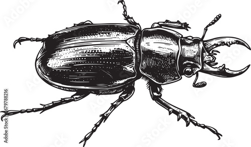 Detailed Woodcut-Style Illustration of a Scarab Beetle with Prom