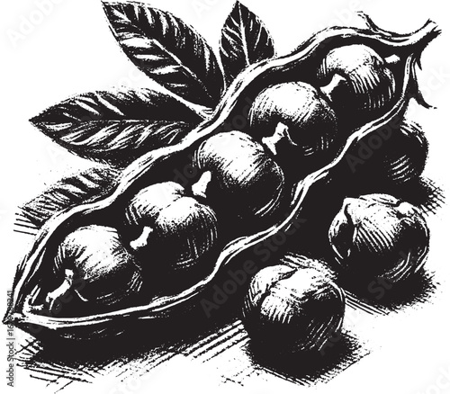 Detailed black and white illustration of a pea pod with peas and leaves for educational purposes