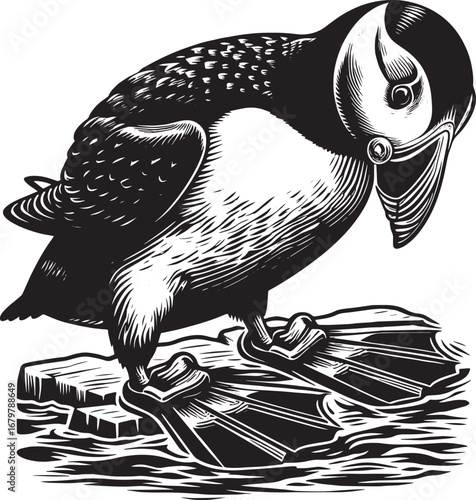Detailed Black and White Illustration of an Atlantic Puffin Bird Standing on an Ice Floe