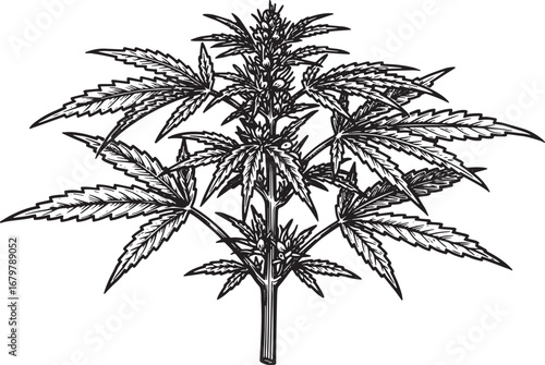 Detailed monochrome illustration of a hemp plant with artistic w