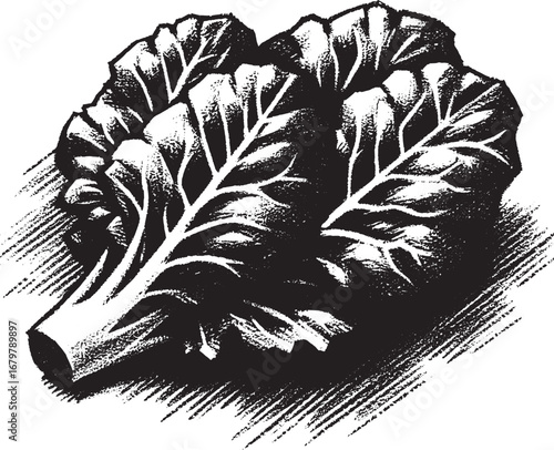 Black and White Illustration of Fresh Leafy Green Vegetables for Healthy Eating