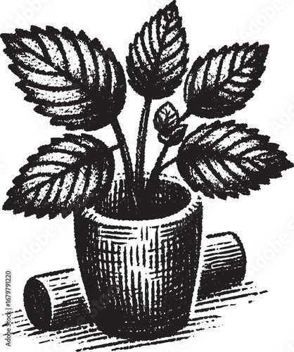 Black and white illustration of a potted plant with large leaves and cylindrical objects nearby