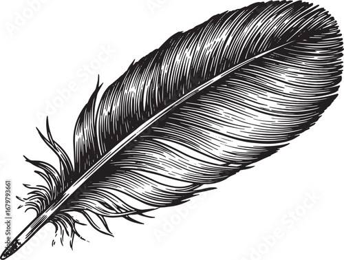 Detailed Woodcut Feather Illustration on White Background for Gr