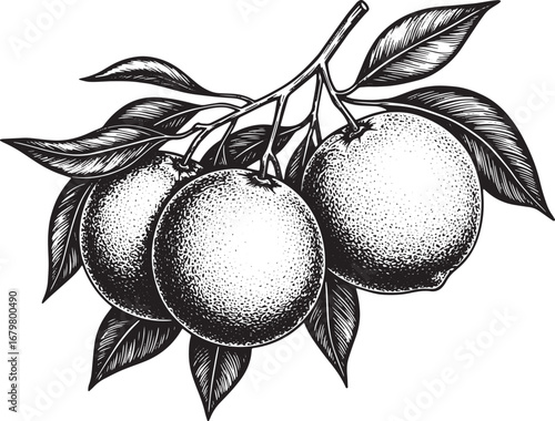 Intricate woodcut illustration showcasing a citrus branch adorne