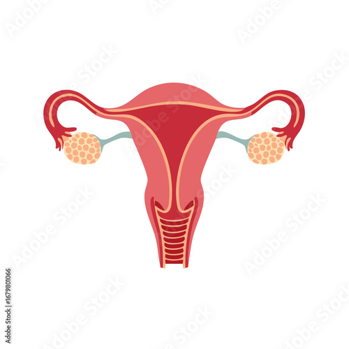Female Reproductive System Anatomy: Uterus, Fallopian Tubes, and Ovaries