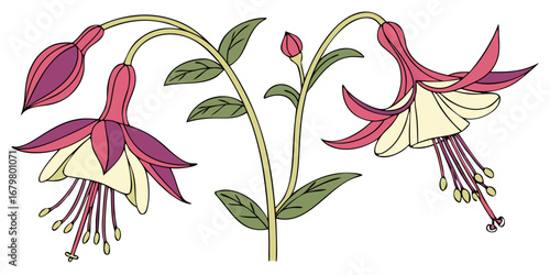 Columbine Vector Set Violet Pink Yellow Bloom Decorative Bell Floral