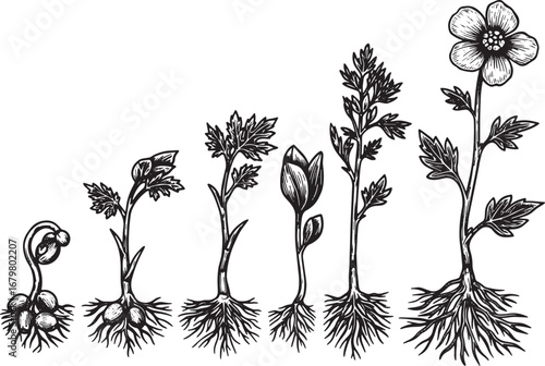 Botanical Progression: A Hand-Drawn Plant Growth Sequence in Bla