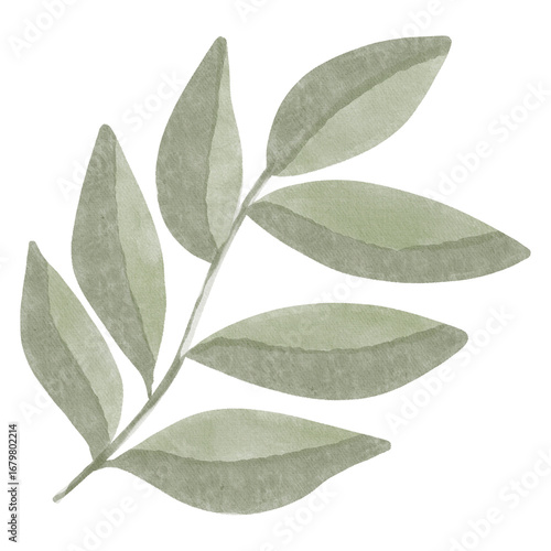 A branch with elongated leaves, drawn in a soft watercolor style, minimalistic and natural. Perfect for autumn designs, wedding invitations, eco-projects, fabric prints, and stationery.