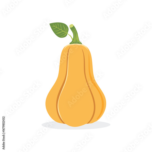 Elegant Butternut squash vegetable illustration, gourd with green leaf and stem, vector drawing, orange color, healthy food