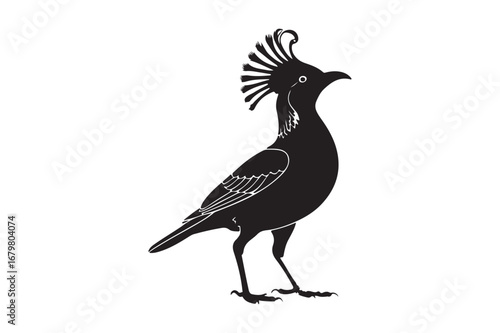 Elegant silhouette of a crested bird