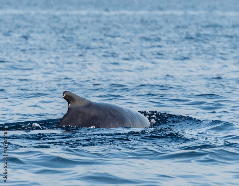 Obraz premium Whale's dorsal fin above water