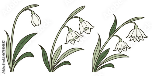 Maranta Flower Vector Set Prayer Plant Rare Bloom Decorative Minimal Art