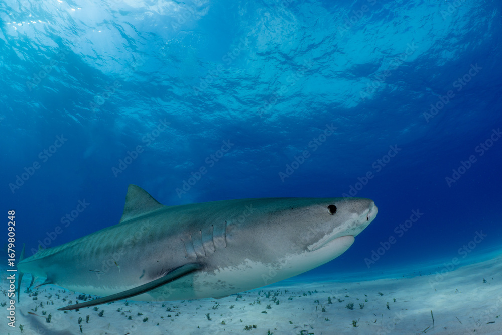 Obraz premium Tiger Shark in the Bahamas at Tiger Beach dive site