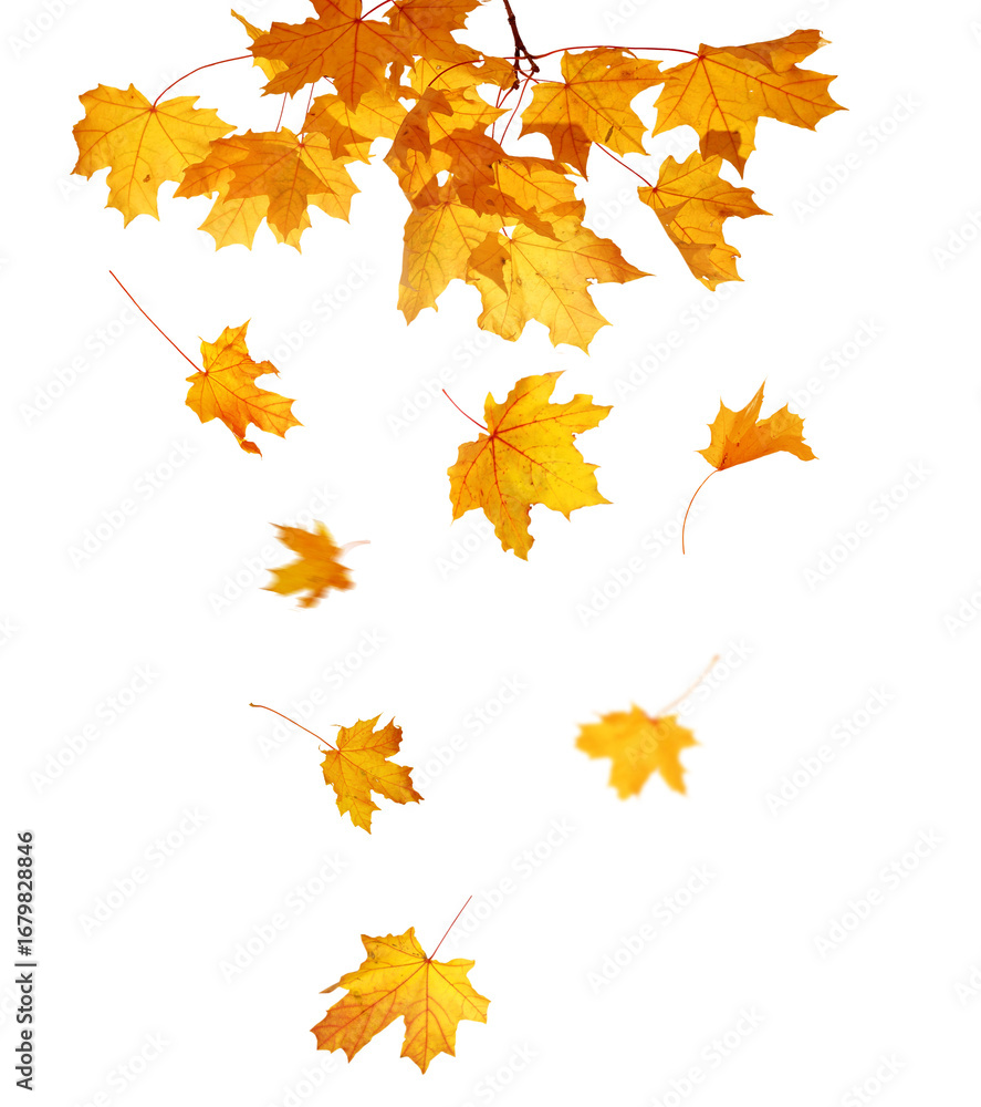 Fototapeta premium Autumn Branch with Falling golden Leaves PNG