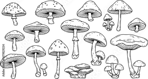 Set of different mushrooms. Collection of stylized edible or psychedelic mushrooms. Vector illustration on white background. Linear Art.