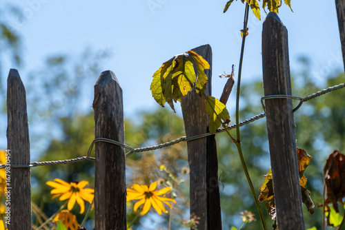 Holzzaun mit Pflanze im Vordergrund